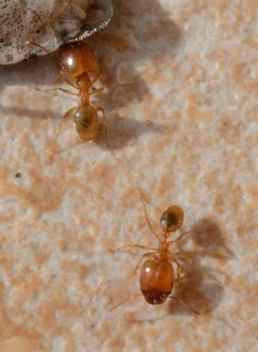 Réf. 294 756 : Pheidole pallidula